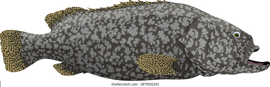 vector Giant grouper, also known as the Brindlebass