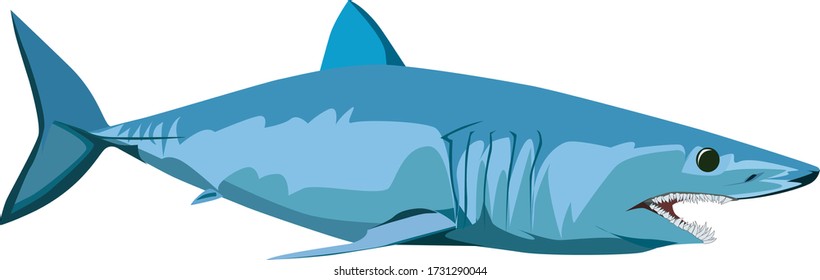 Vector Giant Mako Shark. Mako Shark Illustration