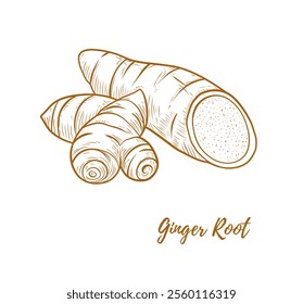 Vector ginger root line art illustration, graphic line ginger. Ginger piece for tea. Engraving. Ingredient. Great for any designs, textile, art, walls, package