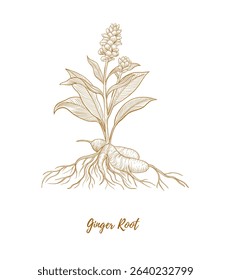 Vector ginger root line art illustration, graphic line ginger. Ginger plant. Engraving. Ingredient. Great for any designs, textile, art, walls, package