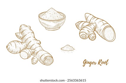 Vector ginger root and ginger powder line art illustration, graphic line ginger. Ginger powder in the bowl. piece for tea. Engraving. Ingredient. Great for any designs, textile, art, walls