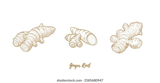 Vector ginger root and ginger powder line art illustration, graphic line ginger. Ginger powder in the bowl. Gingerpiece for tea. Engraving. Ingredient. Great for any designs, textile, art, walls
