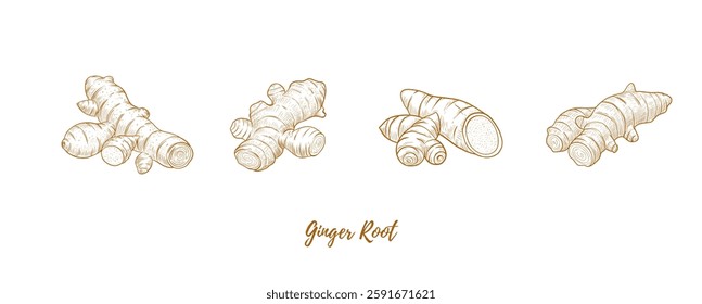 Vector ginger root and ginger powder line art illustration, graphic line ginger. Ginger powder in the bowl. piece for tea. Engraving. Ingredient. Great for any designs, textile, art, walls, package