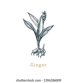 Vector Ginger sketch. Drawn spice herb in engraving style. Botanical illustration of organic, eco plant. Used for farm sticker, shop label etc.