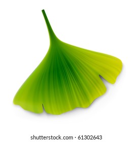 vector ginkgo leaf