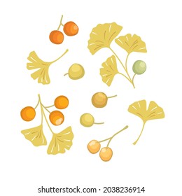 Vector ginkgo leaves and nuts illustration set	