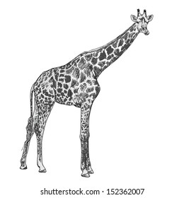 The vector of giraffe in chewing  posture