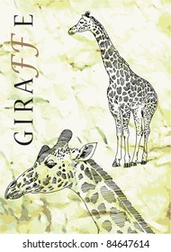 vector of giraffe close up of head and full size hand drawn sketch in blank ink on old vintage brown parchment paper background