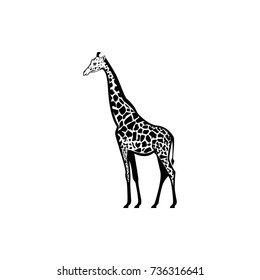 Vector giraffe silhouette view side for retro logos, emblems, badges, labels template vintage design element. Isolated on white background