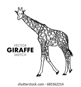 Vector GIRAFFE Sketch - Hand Drawn Giraffe