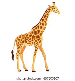 Vector Giraffe Standing Isolated 