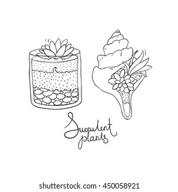 Vector glass terrariums and the seashell with succulents set. Hand drawing isolated objects on white background. 