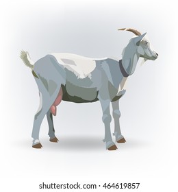 vector goat