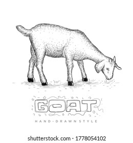 vector of goat eating grass in a field, hand drawn animal illustration