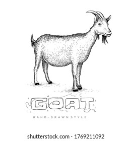 vector goat with hand drawn style, illustration of black and white animal