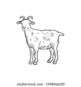 Vector goat sketch, outline illustration, farm animal isolated on white background, black lines.
