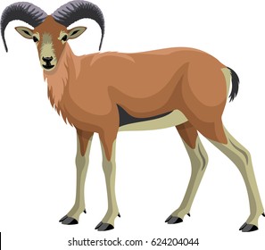 Vector Goat Urial