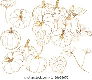 Vector golden gourds set. Hand painted pumpkins with leaves and branches isolated on white background. Harvest festival elements. Botanical line art illustration for design, print or background.