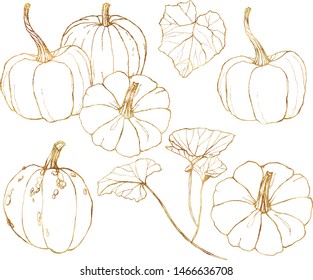 Vector golden pumpkins set for harvest festival. Hand painted traditional pumpkins with leaves and branches isolated on white background. Botanical line art illustration for design, print, background.