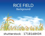 vector golden rice feild and white clouds with blue sky backgound.
