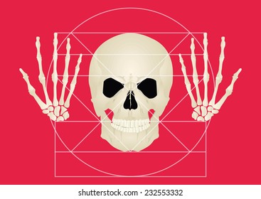 vector golden section with the projection of the skull and wrists