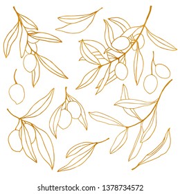 Vector golden sketch with olive, leaves and branch. Hand painted floral line art set. Illustration isolated on white background for design, print, fabric or background