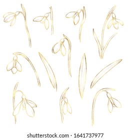 Vector golden snowdrops set. Hand drawn snowdrops flowers on white background. Spring flowers