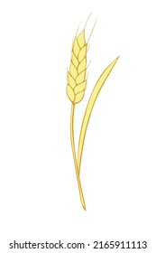 Vector golden spikelet of wheat isolated on white background. Hand drawn color clipart in flat style. Theme of bakery products, flour, harvest, thanksgiving