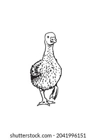 Vector goose on white background,farmbird