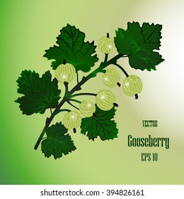 Vector gooseberries isolated illustration