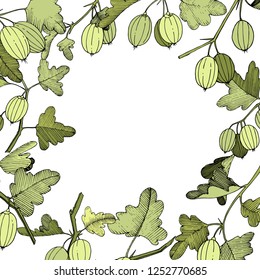 Vector Gooseberry branch. Green leaf. Plant botanical garden floral foliage. Frame wreath on white background. Engraved ink art.