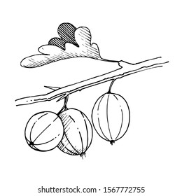 Vector Gooseberry branch with leaf and fruit. Leaf plant botanical garden floral foliage. Black and white engraved ink art. Isolated gooseberry illustration element.