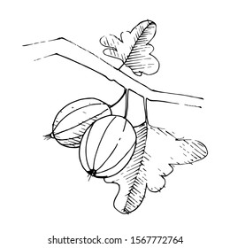 Vector Gooseberry branch with leaf and fruit. Leaf plant botanical garden floral foliage. Black and white engraved ink art. Isolated gooseberry illustration element.