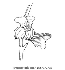 Vector Gooseberry branch with leaf and fruit. Leaf plant botanical garden floral foliage. Black and white engraved ink art. Isolated gooseberry illustration element.