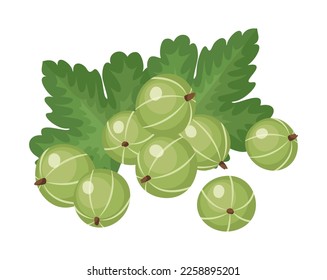 Gooseberry vectorial aislado en fondo blanco