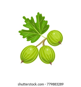 Vector gooseberry isolated on white background.   