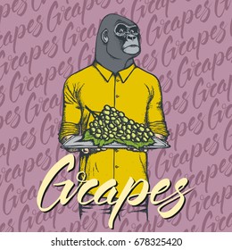 Vector gorilla with grapes illustration. Vector monkey and food concept