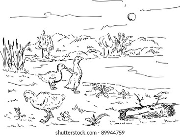 vector - goslings at the pond , hand draw