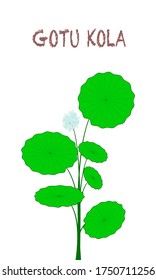 Vector Gotu kola or centella asiatica on white background