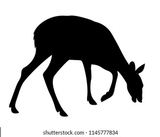 Vector graceful eating doe silhouette isolated on white background wildlife illustration
