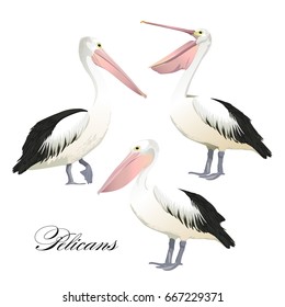 Vector with graceful pelicans set