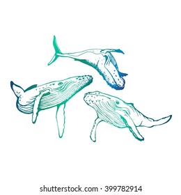 Vector. Gradient. Hand-drawn whales