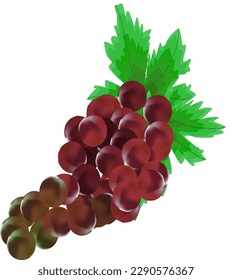 vector grape. vector art of red grapes with green leaves. unripe grapes. fruit healty. green leaf wine. 