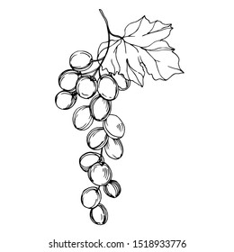 Vector Grape berry healthy food. Black and white engraved ink art. Isolated grapes illustration element on white background.