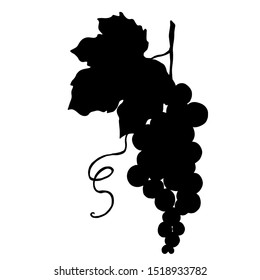 Vector Grape berry healthy food. Black and white engraved ink art. Isolated grapes illustration element on white background.