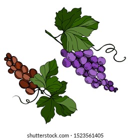 Vector Grape berry healthy food. Black and white engraved ink art. Isolated grapes illustration element on white background.
