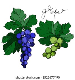 Vector Grape berry healthy food. Black and white engraved ink art. Isolated grapes illustration element on white background.