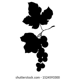 Vector Grape berry healthy food. Black and white engraved ink art. Isolated grapes illustration element. Black silhouette illustration shape outline.