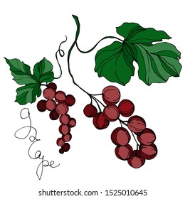 Vector Grape berry healthy food. Black and white engraved ink art. Isolated grapes illustration element on white background.