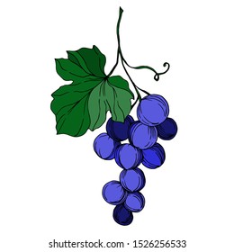 Vector Grape berry healthy food. Black and white engraved ink art. Isolated grapes illustration element on white element.